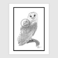 Barn Owl original pencil drawing - signed