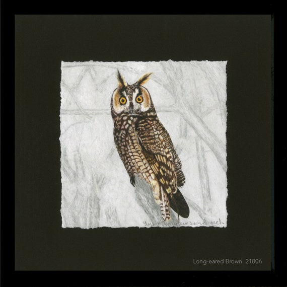Framed Print: Long-eared Owl colored pencil illustration