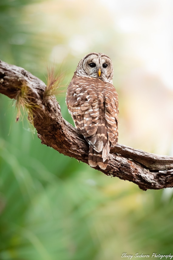 Barred Owl Photo Bird Print