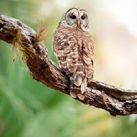 Barred Owl Photo Bird Print