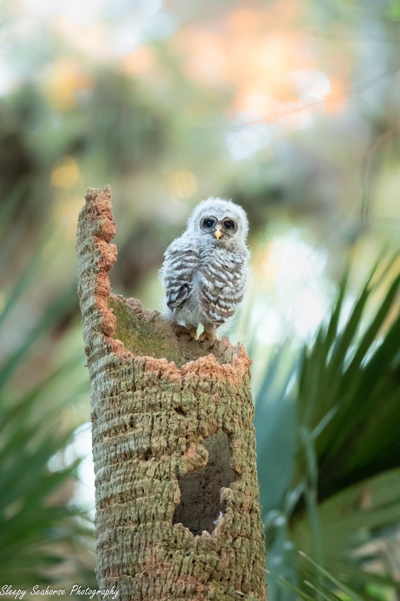 Florida baby Barred Owl photographic print