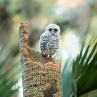 Florida baby Barred Owl photographic print