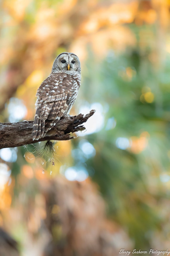 Florida Barred Owl Photo Print