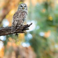 Florida Barred Owl Photo Print