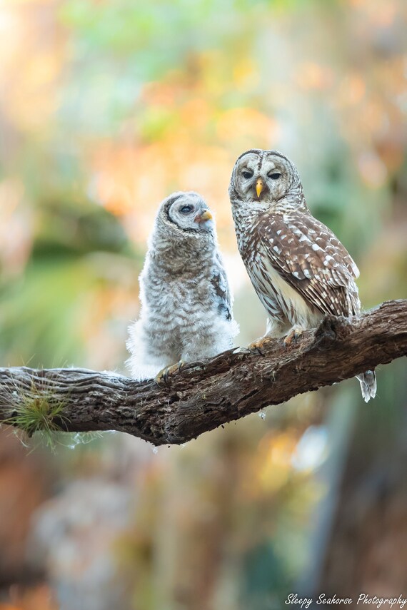 Mother and baby Barred Owl nature photo print