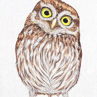 Burrowing Owl Digital file Instant download