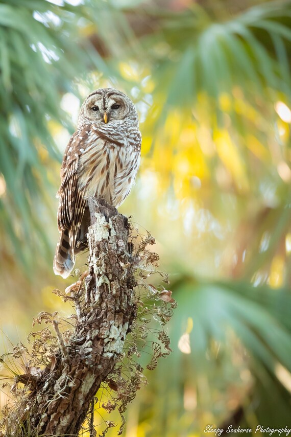 Barred Owl Nature Photo Print