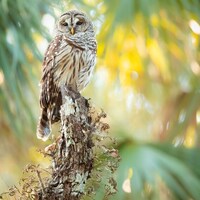 Bird Photography, Barred Owl Print, Florida Photography, Nature Photo, Wall Art, Wildlife Pr...