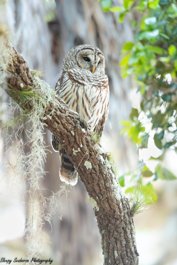Barred Owl Print, Florida Photography