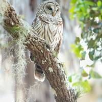 Barred Owl Print, Florida Photography