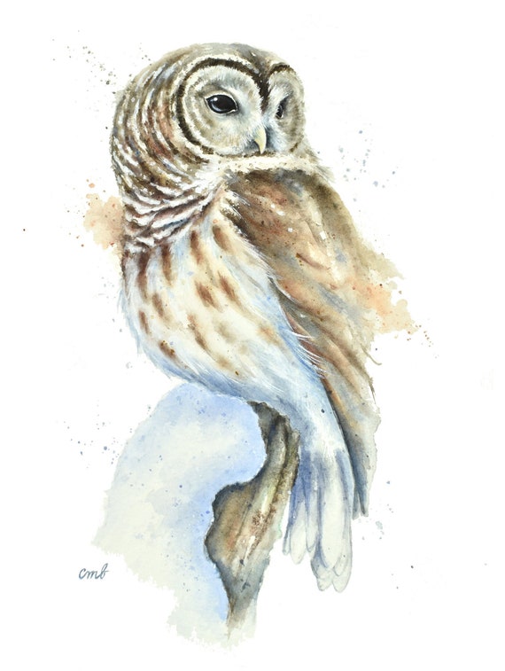 Barred Owl In Snow watercolor Print