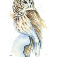 Barred Owl In Snow watercolor Print