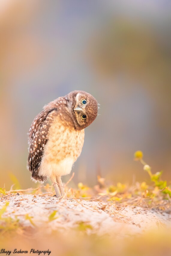 Curious Burrowing Owl Chick. Florida, USA  Nature Photo print