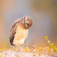 Curious Burrowing Owl Chick. Florida, USA  Nature Photo print