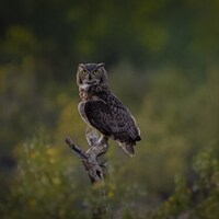 Hoooo are you? Hoo, Hoo….Hoo, Hoo... Arizona Great Horned Owl