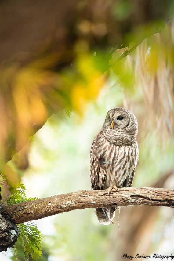 Florida Barred Owl Photo print