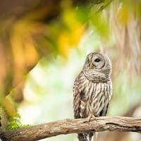 Florida Barred Owl Photo print