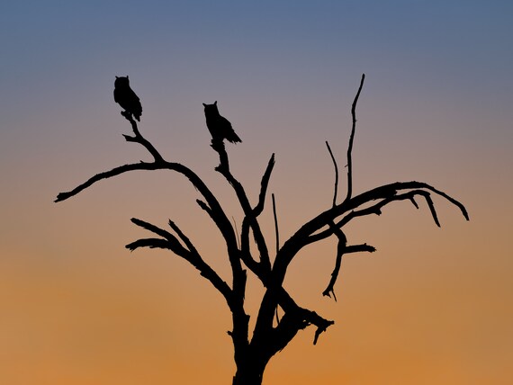 Hunting Hour- Arizona Great Horned Owls