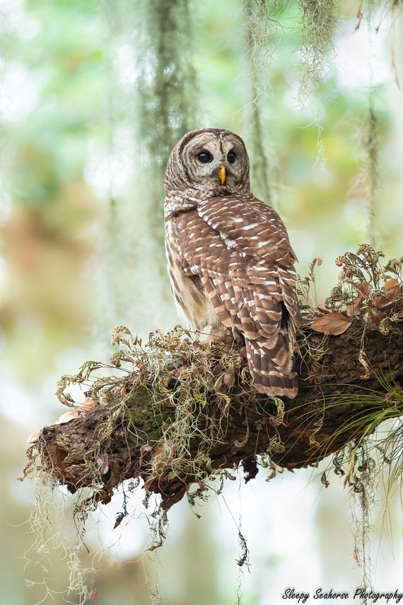 Barred Owl Photo, Photography Nature Print