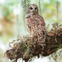 Barred Owl Photo, Photography Nature Print