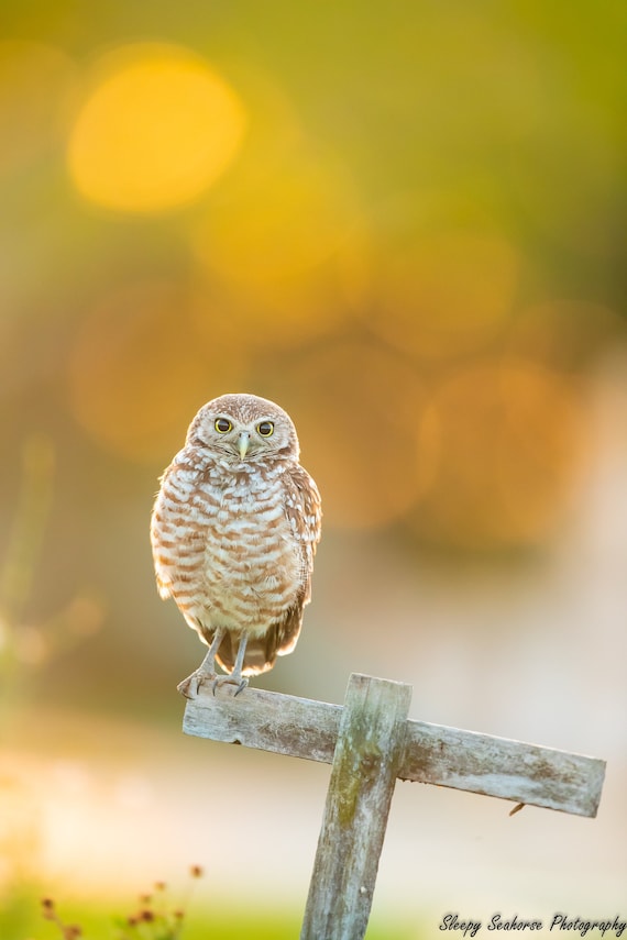 Cape Coral Burrowing Owl Sunrise Print