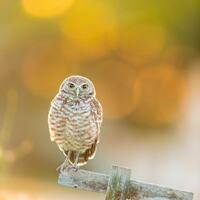 Burrowing Owl, Sunrise, Owl Print, Bird Photography, Cape Coral, Nature Print, Owl Wall Deco...