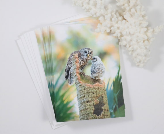 Barred Owl Note Cards, Set of 5