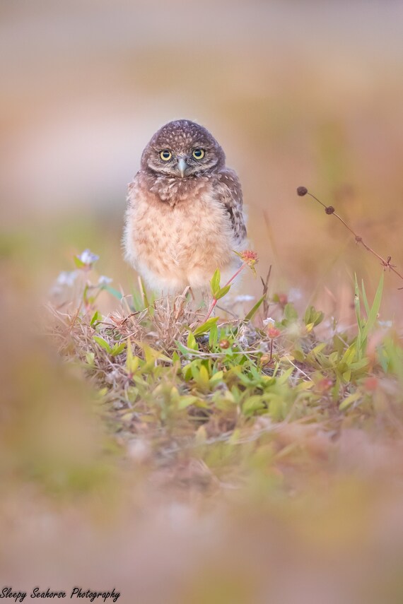 Baby Burrowing Owl Florida Photography print