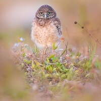 Baby Burrowing Owl Florida Photography print