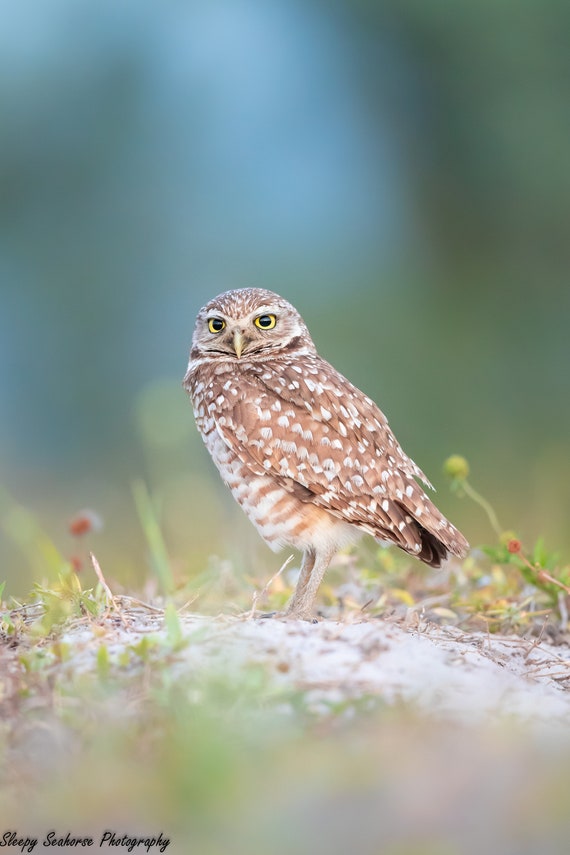 Florida Burrowing Owl Photography Print