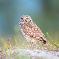 Burrowing Owl, Owl Print, Bird Photography, Florida Photography, Nature Print, Owl Wall Deco...