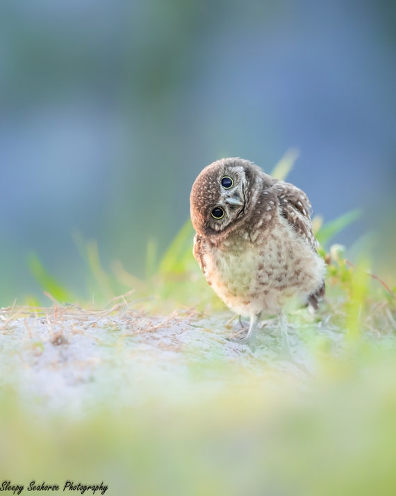 Burrowing Owl Bird Photography art print