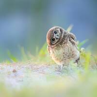 Burrowing Owl Bird Photography art print
