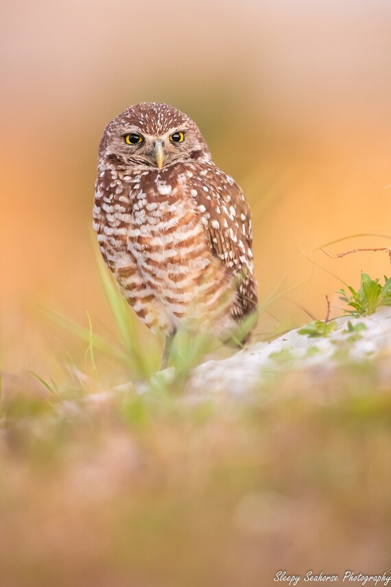 Burrowing Owl at Sunset Nature Photography Print