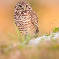 Burrowing Owl at Sunset Nature Photography Print