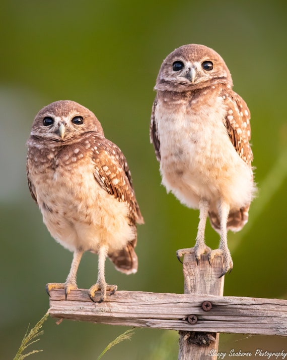 Florida Burrowing Owl Chicks Photographic Print