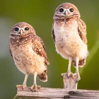 Florida Burrowing Owl Chicks Photographic Print