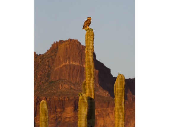 Owls and Saguaros and Superstitions, Oh My!