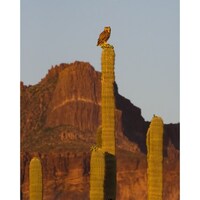 Owls and Saguaros and Superstitions, Oh My!