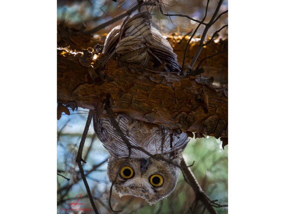 Eye see HOOO!- Arizona Great Horned Owl