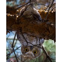 Eye see HOOO!- Arizona Great Horned Owl