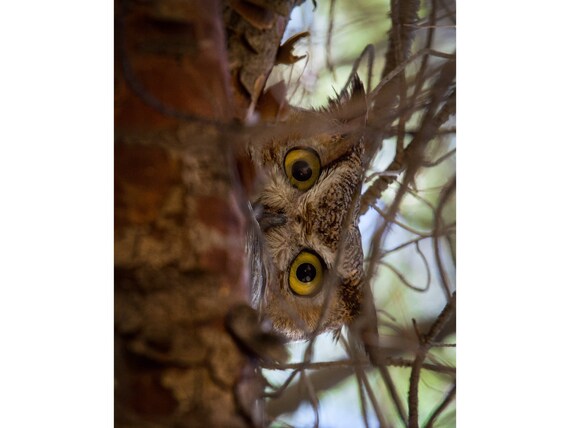 Hoo's There?- Arizona Great Horned Owl