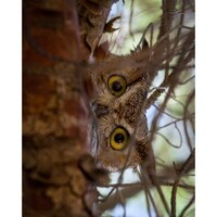 Hoo's There?- Arizona Great Horned Owl