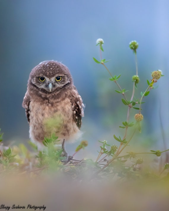 Burrowing Owl Bird Photography print