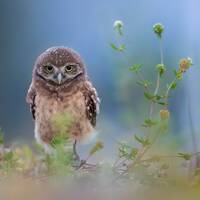 Burrowing Owl, Bird Photography, Baby Bird, Florida Photography, Nature Photo, Owl Wall Art,...