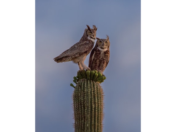 Owls and Saguaros and Flower Blooms, Oh My!
