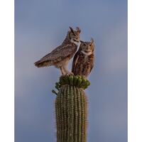 Owls and Saguaros and Flower Blooms, Oh My!