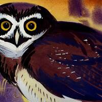 Spectacled Owl is part of my 2022 A Year of Birds Challenge.  One-of-a-kind. I will donate 2...