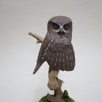 Wood Carving - Pygmy Owl with Dropped Wing