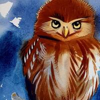 Ferruginous Pygmy Owl part of my 2022 A Year of Birds Challenge.  One-of-a-kind. I will dona...